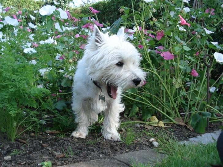 West highland white terrier Charlie billede 3