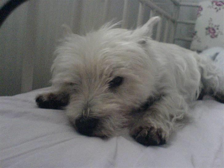 West highland white terrier Charlie billede 4