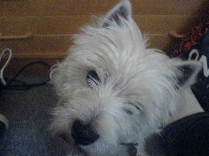 West highland white terrier Charlie billede 5