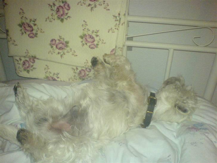 West highland white terrier Charlie billede 6