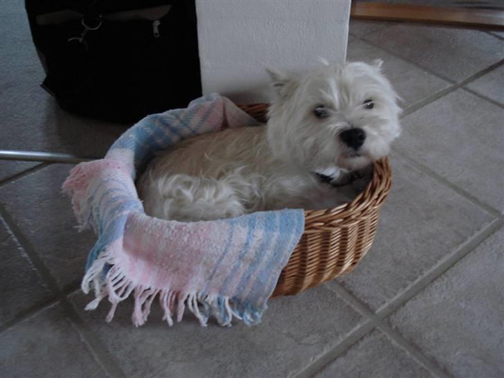 West highland white terrier Charlie billede 7