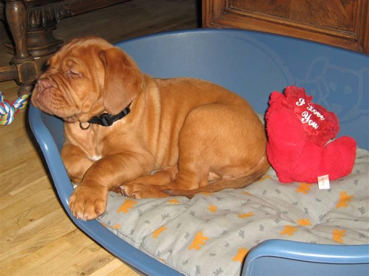 Dogue de bordeaux Honey (Vegasus Aija) - Hjemme i mit nye hus billede 8