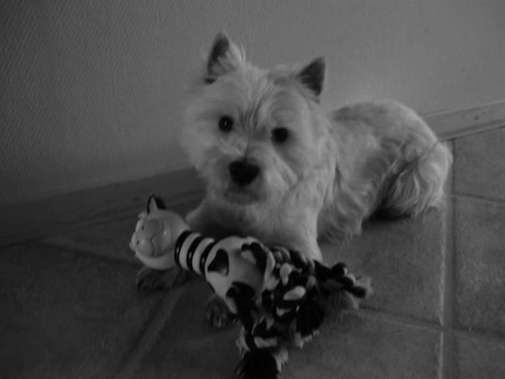 West highland white terrier Charlie billede 8