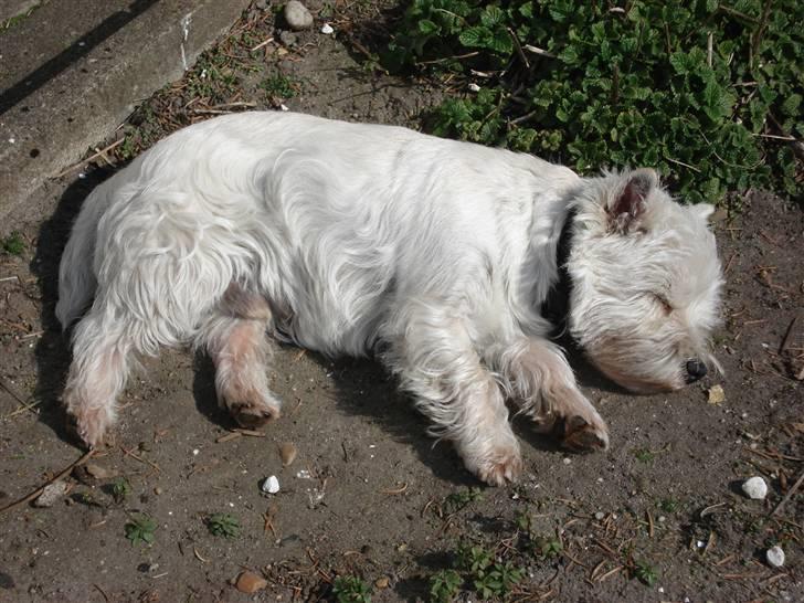 West highland white terrier Charlie billede 9