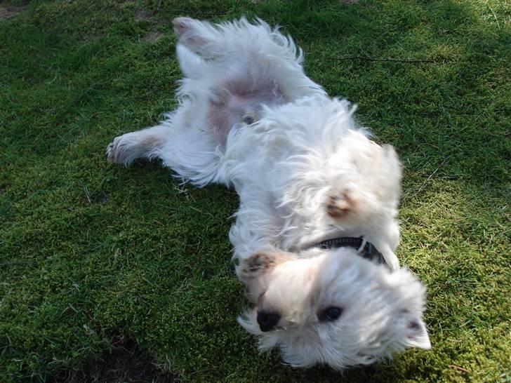 West highland white terrier Charlie billede 10