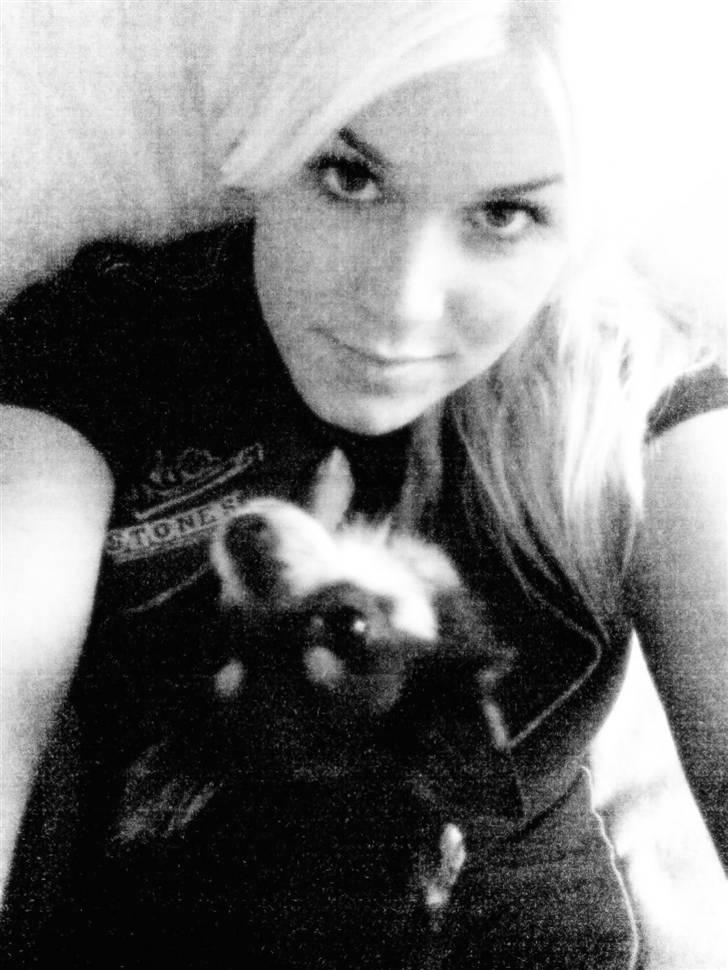 Chihuahua Dario billede 10