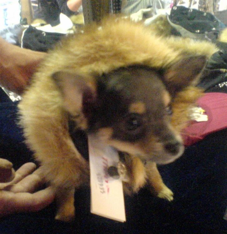 Chihuahua Dario - Så skal der prøves jakker :-) billede 11