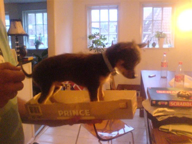 Chihuahua Dario - Så skal "morfar" lige samligne :-D 12 uger..  billede 12