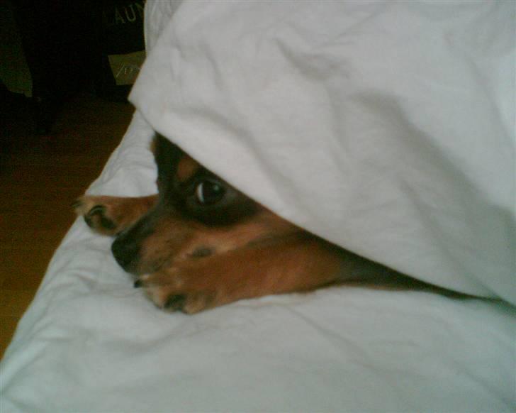 Chihuahua Dario - Her er jeg mor.. Hejsa :) billede 13