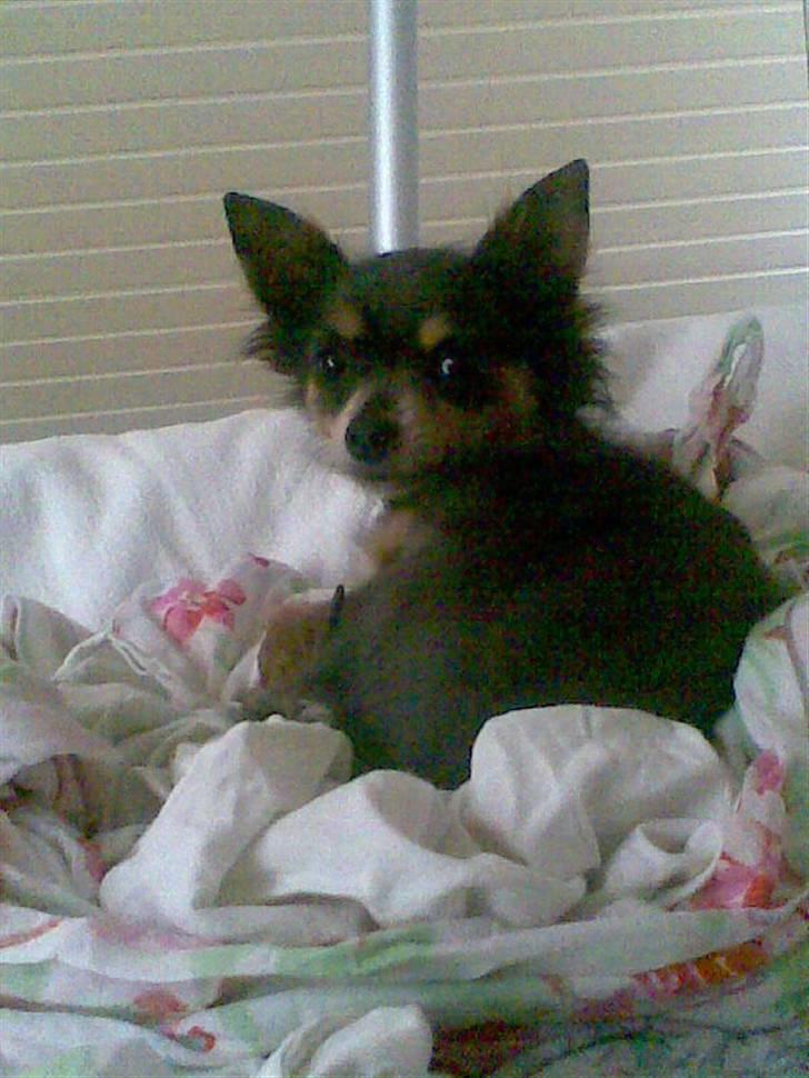 Chihuahua Dario - Gooodnat ... ZZzzz billede 14