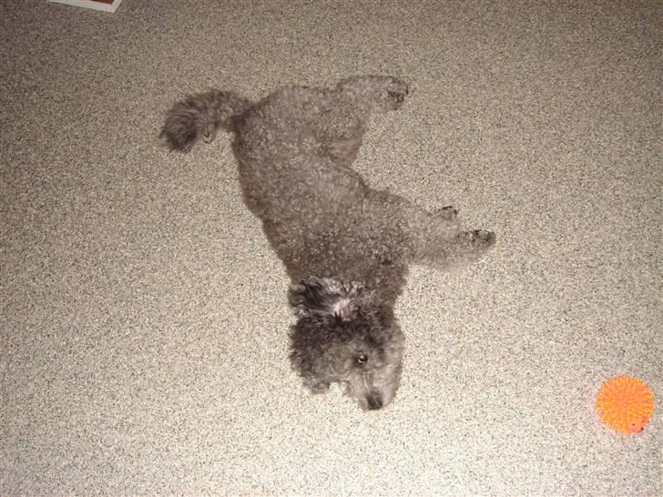 Dværgpuddel Holger - Det er hårt at være lille hund :) billede 2