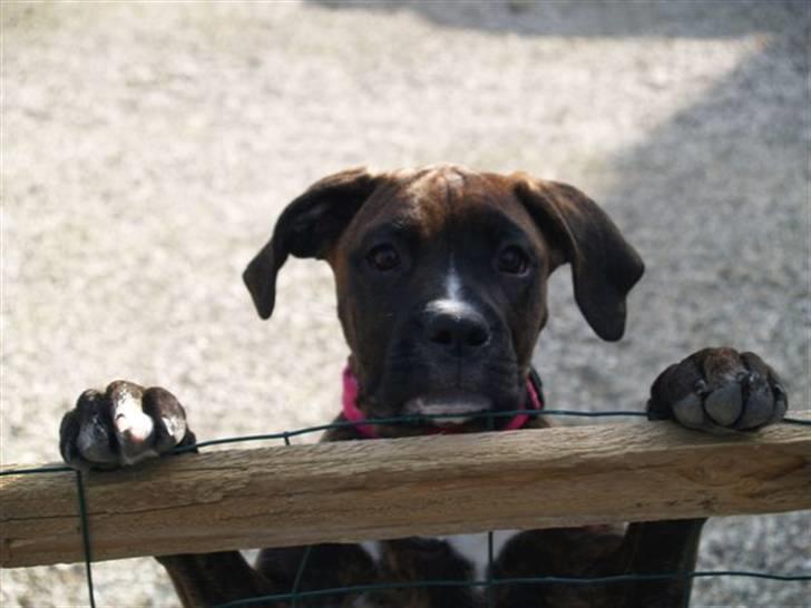 Blanding af racer Boxer/Amstaff. Diva billede 1