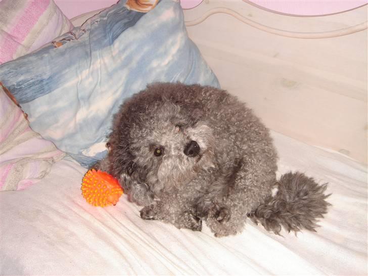 Dværgpuddel Holger - Hej Holger :D billede 3