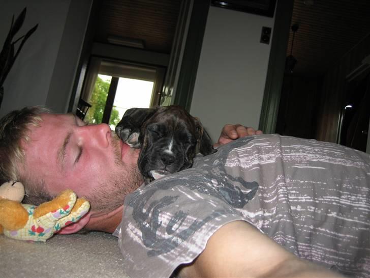 Blanding af racer Boxer/Amstaff. Diva billede 2