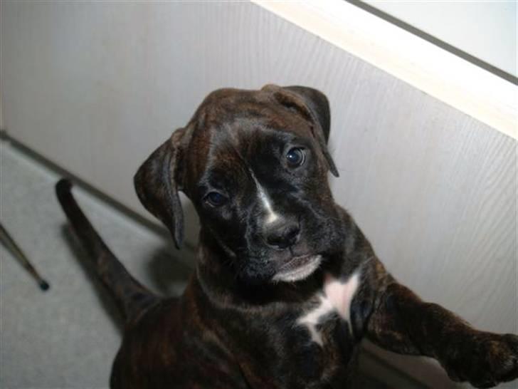 Blanding af racer Boxer/Amstaff. Diva billede 3
