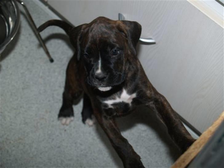 Blanding af racer Boxer/Amstaff. Diva billede 4
