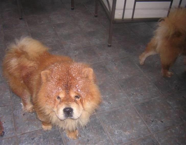 Chow chow Balder billede 6
