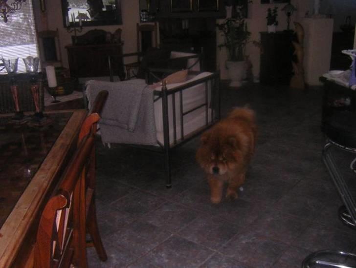 Chow chow Balder billede 7