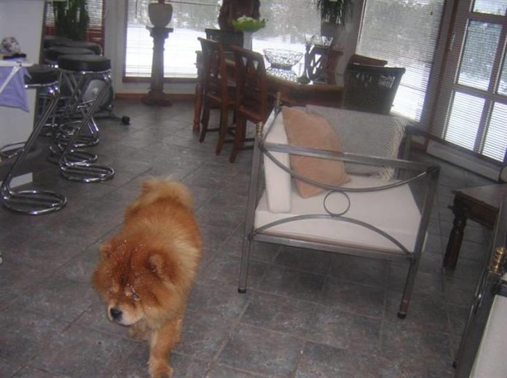 Chow chow Balder billede 8