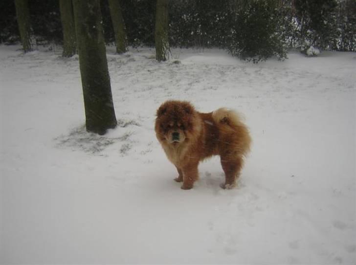 Chow chow Balder billede 9