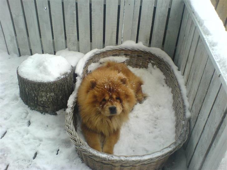 Chow chow Balder billede 10