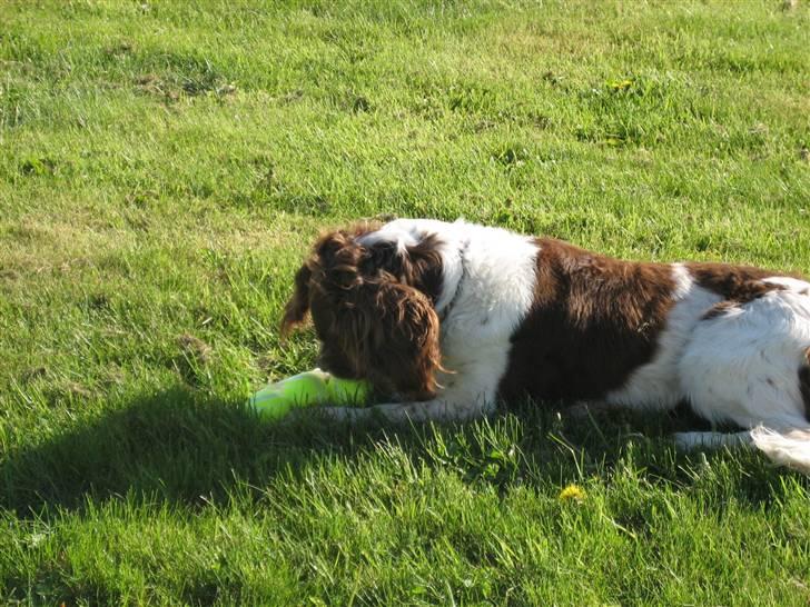 Engelsk springer spaniel † SJEFF (DON) Peekfields Don † billede 6