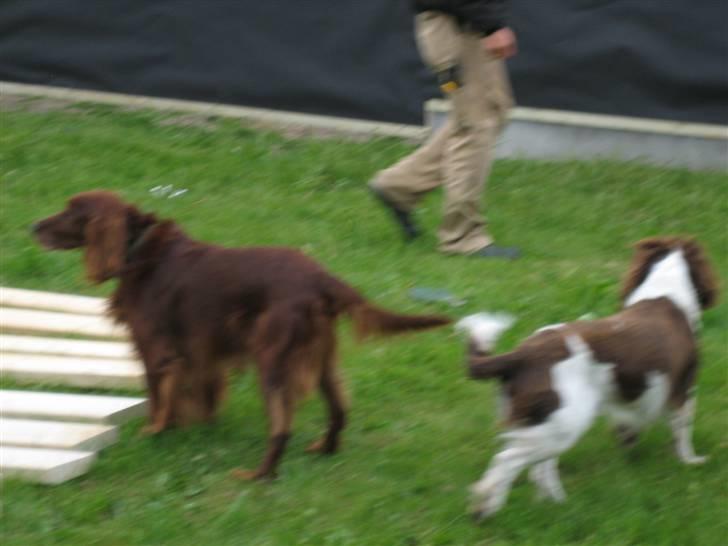 Engelsk springer spaniel † SJEFF (DON) Peekfields Don † billede 7
