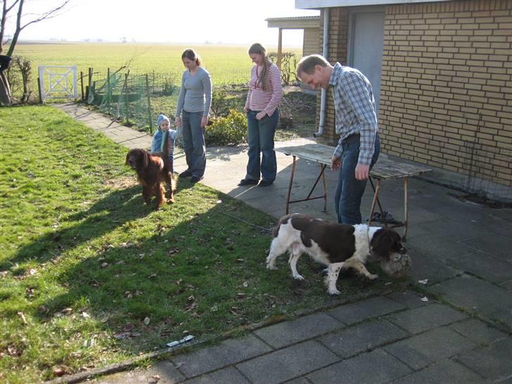 Engelsk springer spaniel † SJEFF (DON) Peekfields Don † billede 8