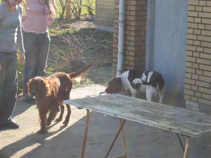 Engelsk springer spaniel † SJEFF (DON) Peekfields Don † billede 9