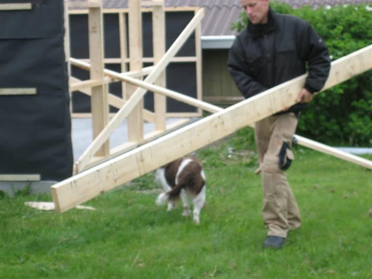 Engelsk springer spaniel † SJEFF (DON) Peekfields Don † billede 11