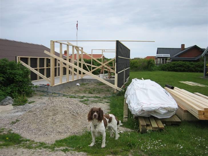 Engelsk springer spaniel † SJEFF (DON) Peekfields Don † billede 12