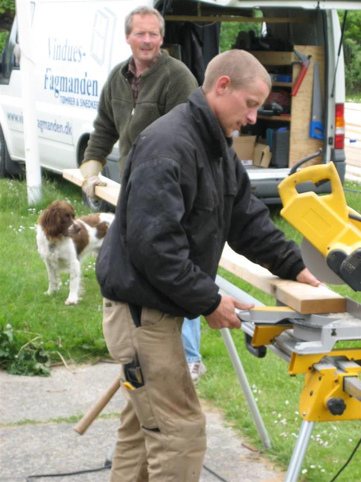 Engelsk springer spaniel † SJEFF (DON) Peekfields Don † billede 13