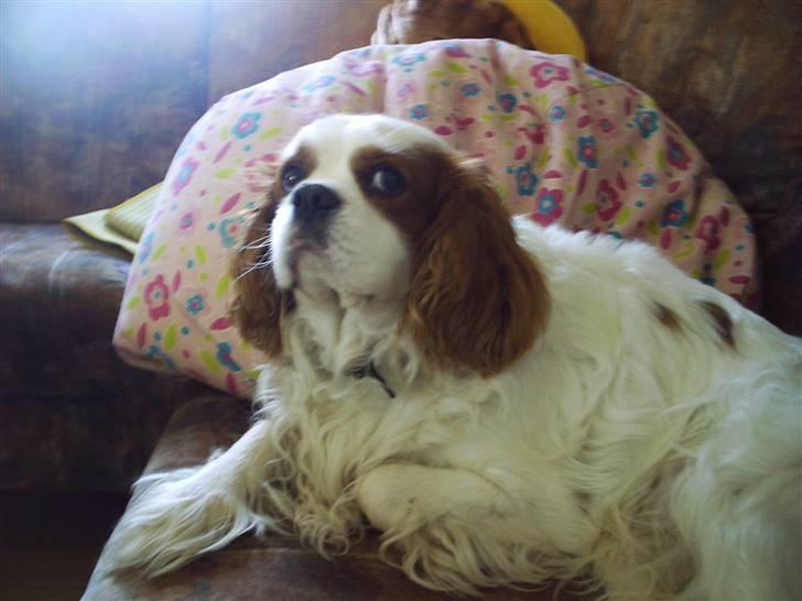 Cavalier king charles spaniel  Shield-Highs Cæcar billede 6