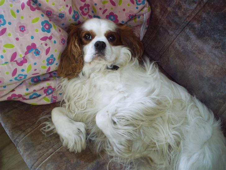 Cavalier king charles spaniel  Shield-Highs Cæcar billede 7