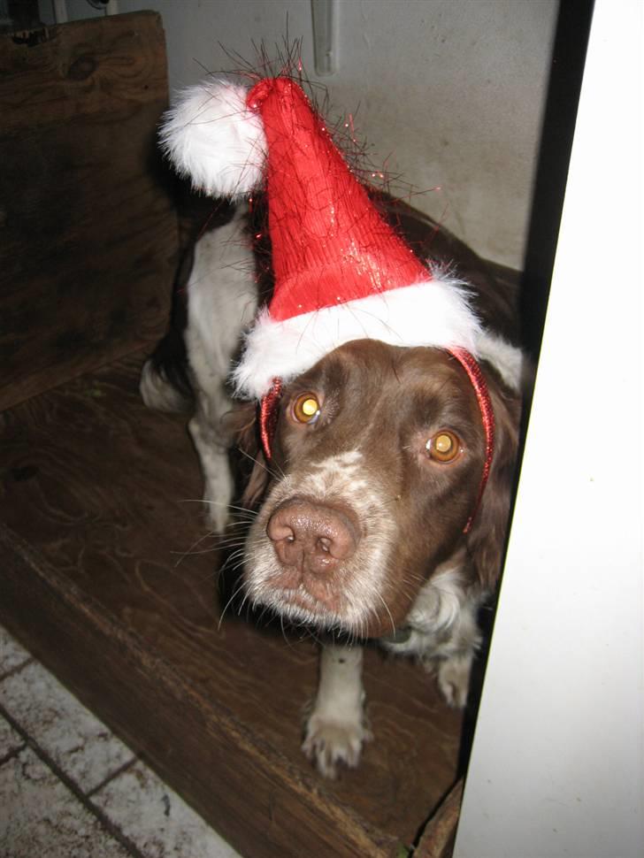 Engelsk springer spaniel † SJEFF (DON) Peekfields Don † billede 15