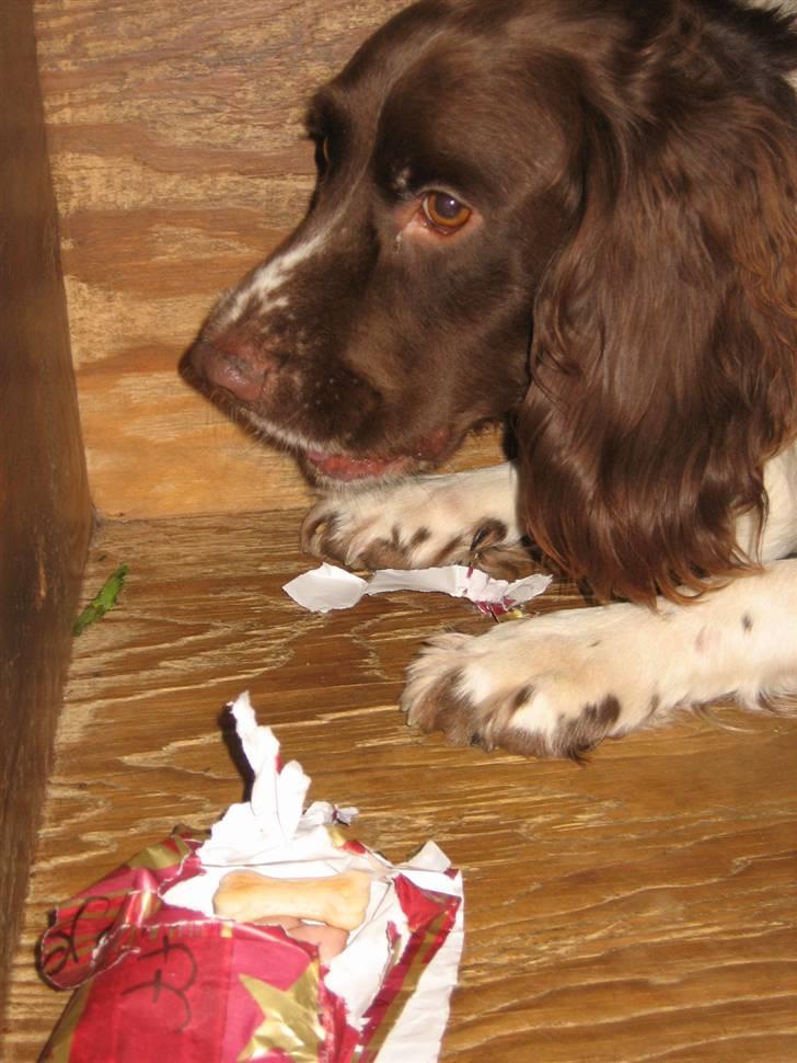 Engelsk springer spaniel † SJEFF (DON) Peekfields Don † billede 16