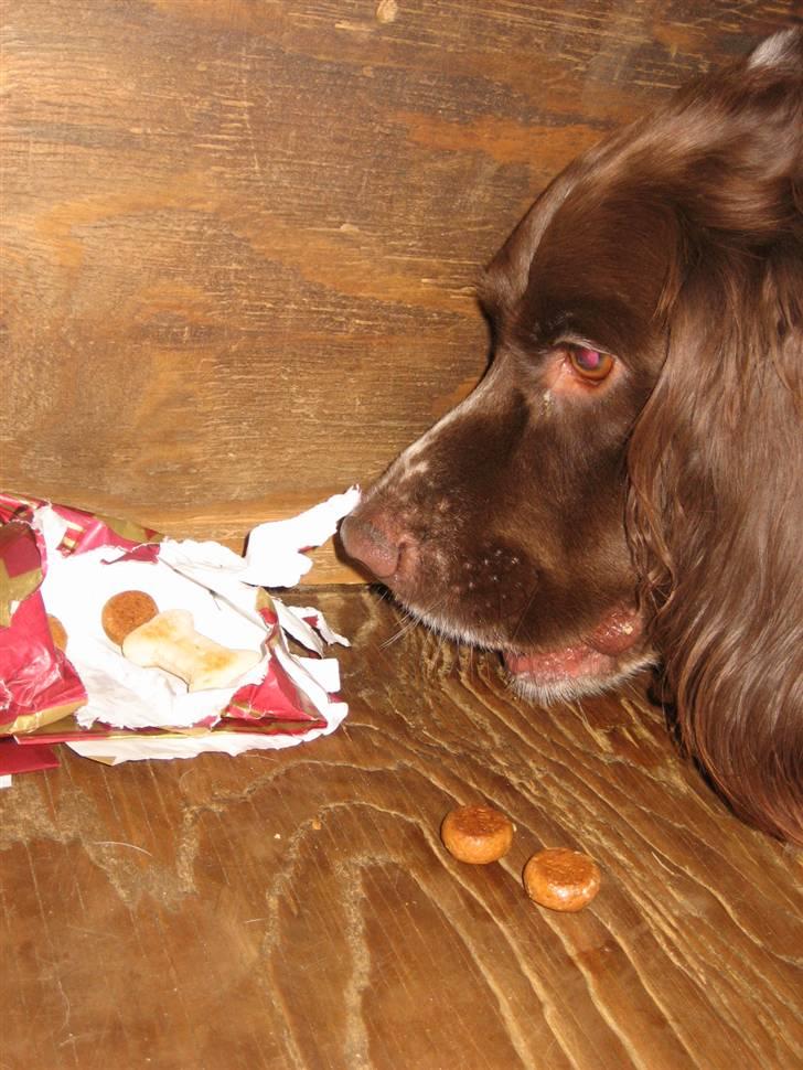 Engelsk springer spaniel † SJEFF (DON) Peekfields Don † billede 17