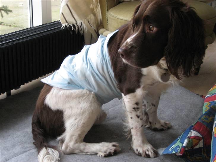 Engelsk springer spaniel † SJEFF (DON) Peekfields Don † billede 18