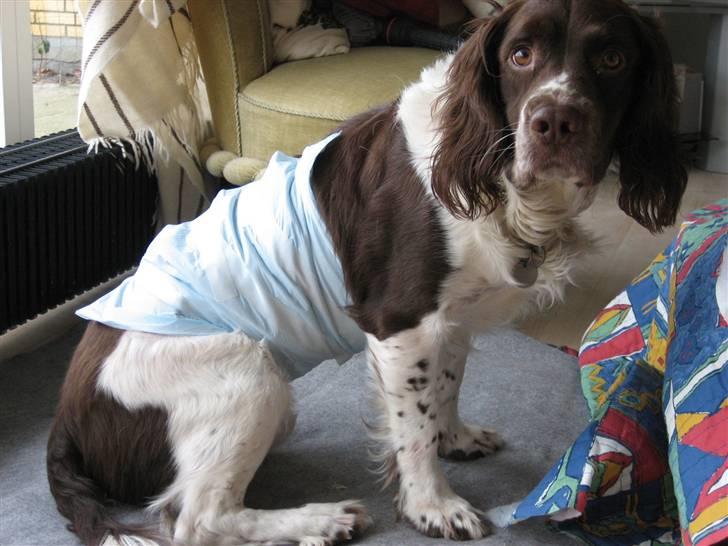 Engelsk springer spaniel † SJEFF (DON) Peekfields Don † billede 19