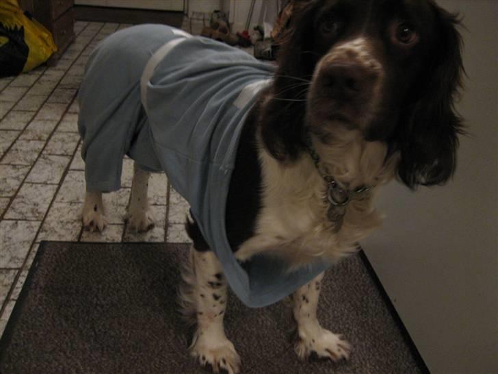 Engelsk springer spaniel † SJEFF (DON) Peekfields Don † billede 20