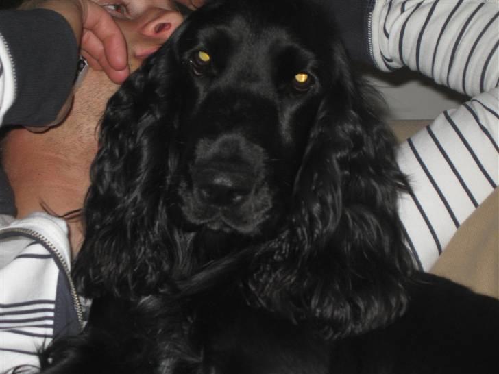 Cocker spaniel Frida billede 13