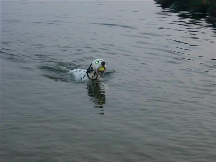 Dalmatiner Minalli's Noble Naval - Ude og svømme.......for første gang!!!! billede 11