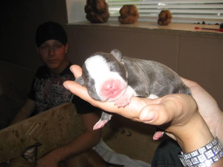 Amerikansk staffordshire terrier Zorro - lige født billede 8