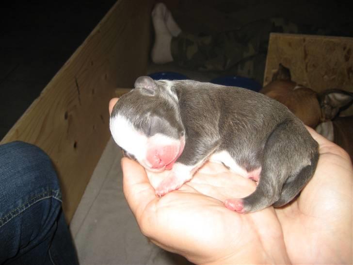 Amerikansk staffordshire terrier Zorro - helt nyfødt billede 9