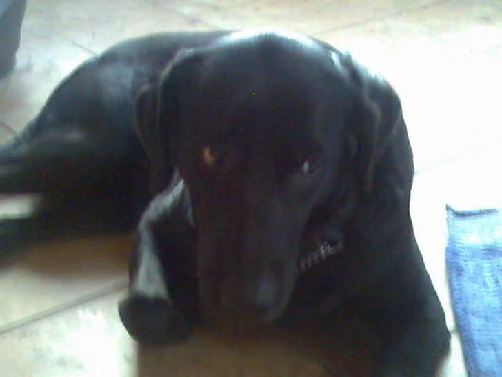 Blanding af racer Sheeba - Hej er jeg ikke bare nuser??? billede 1