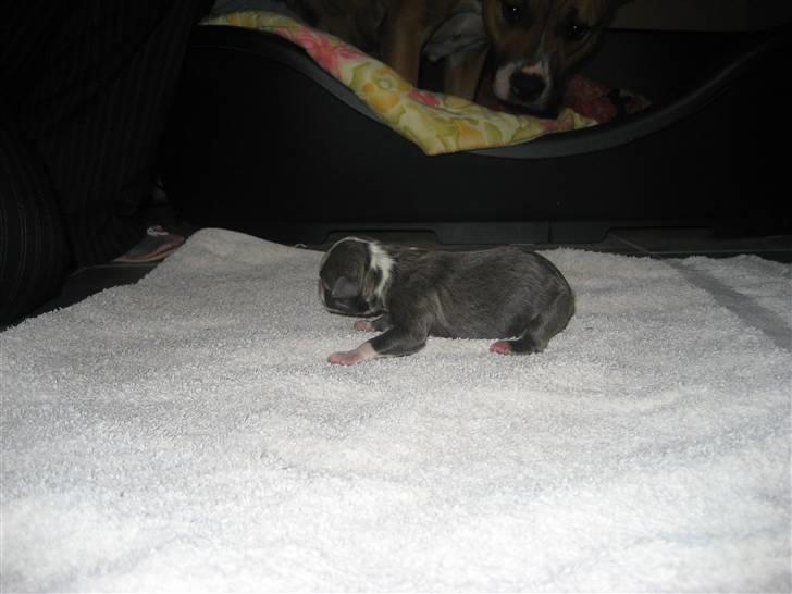 Amerikansk staffordshire terrier Zorro - 1 time gammel billede 11