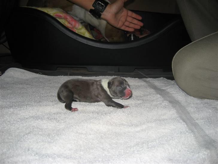 Amerikansk staffordshire terrier Zari - ny født billede 7