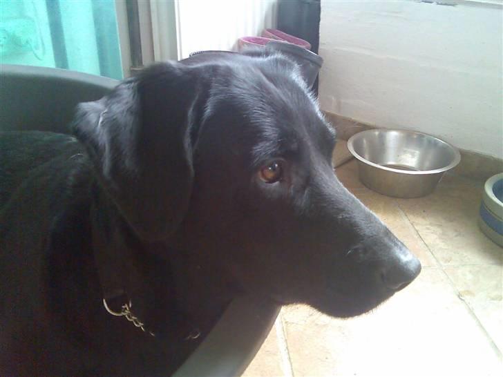 Blanding af racer Sheeba - Sheeba er sød og opmærksom!!! billede 2