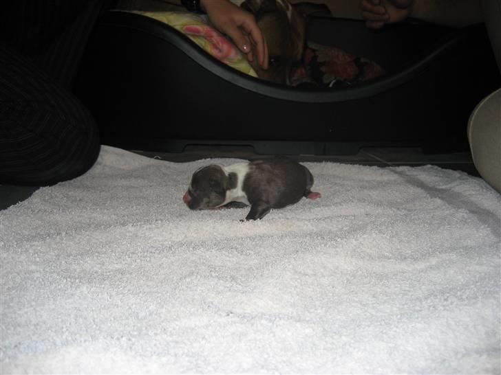 Amerikansk staffordshire terrier Zari - ny født billede 8