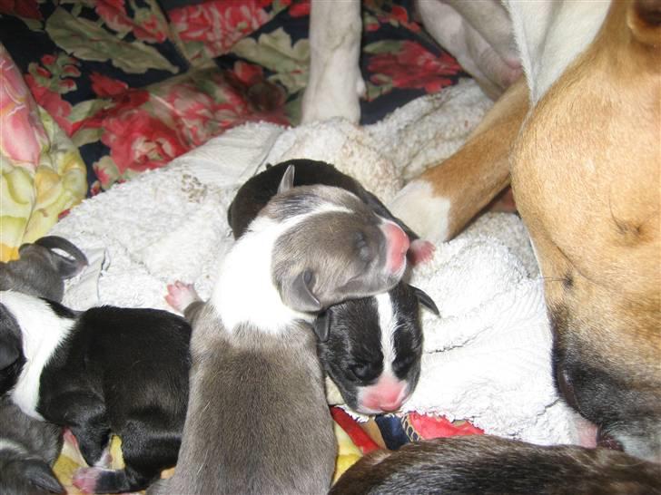 Amerikansk staffordshire terrier Zari - ny født billede 9